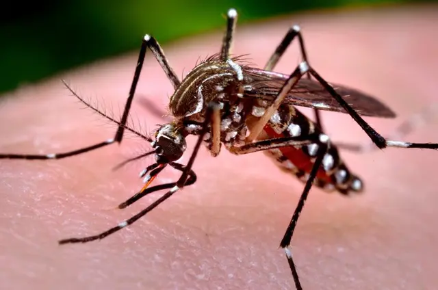 Óbitos por dengue em São Pedro, Cambira, Ortigueira, Apucarana, Arapongas e Mandaguari 